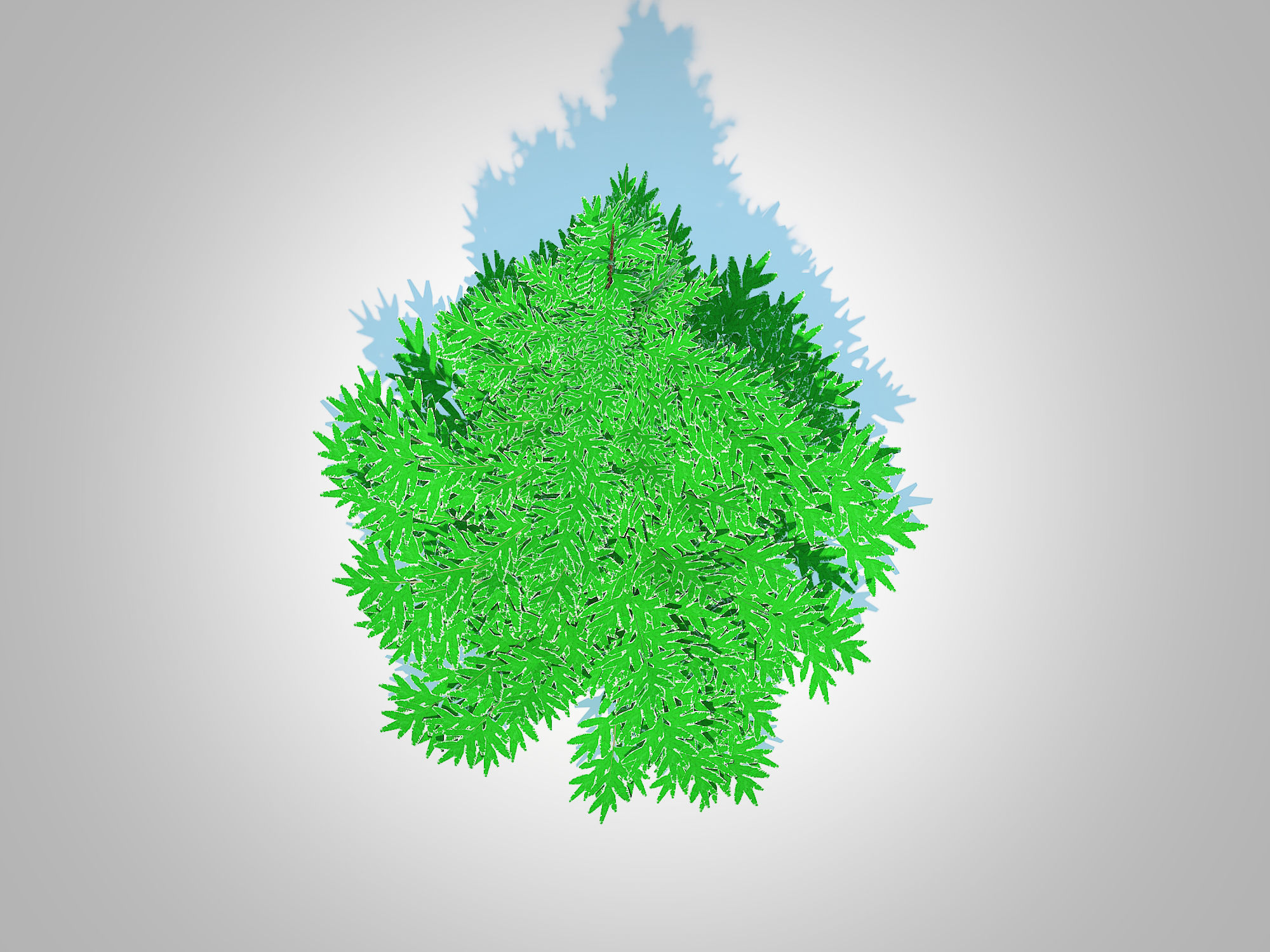 Plant Abies fraseri- Fraser Fir -Small 3D model_4