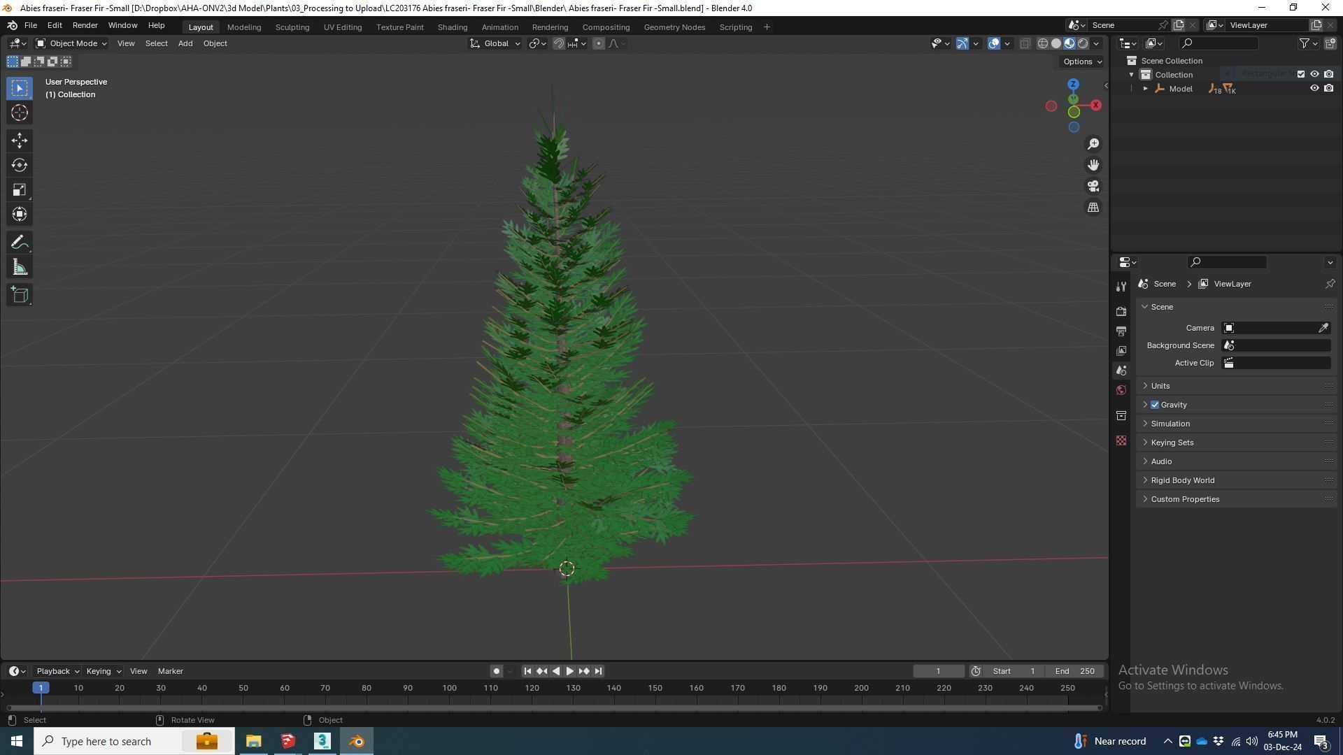 Plant Abies fraseri- Fraser Fir -Small 3D model_5