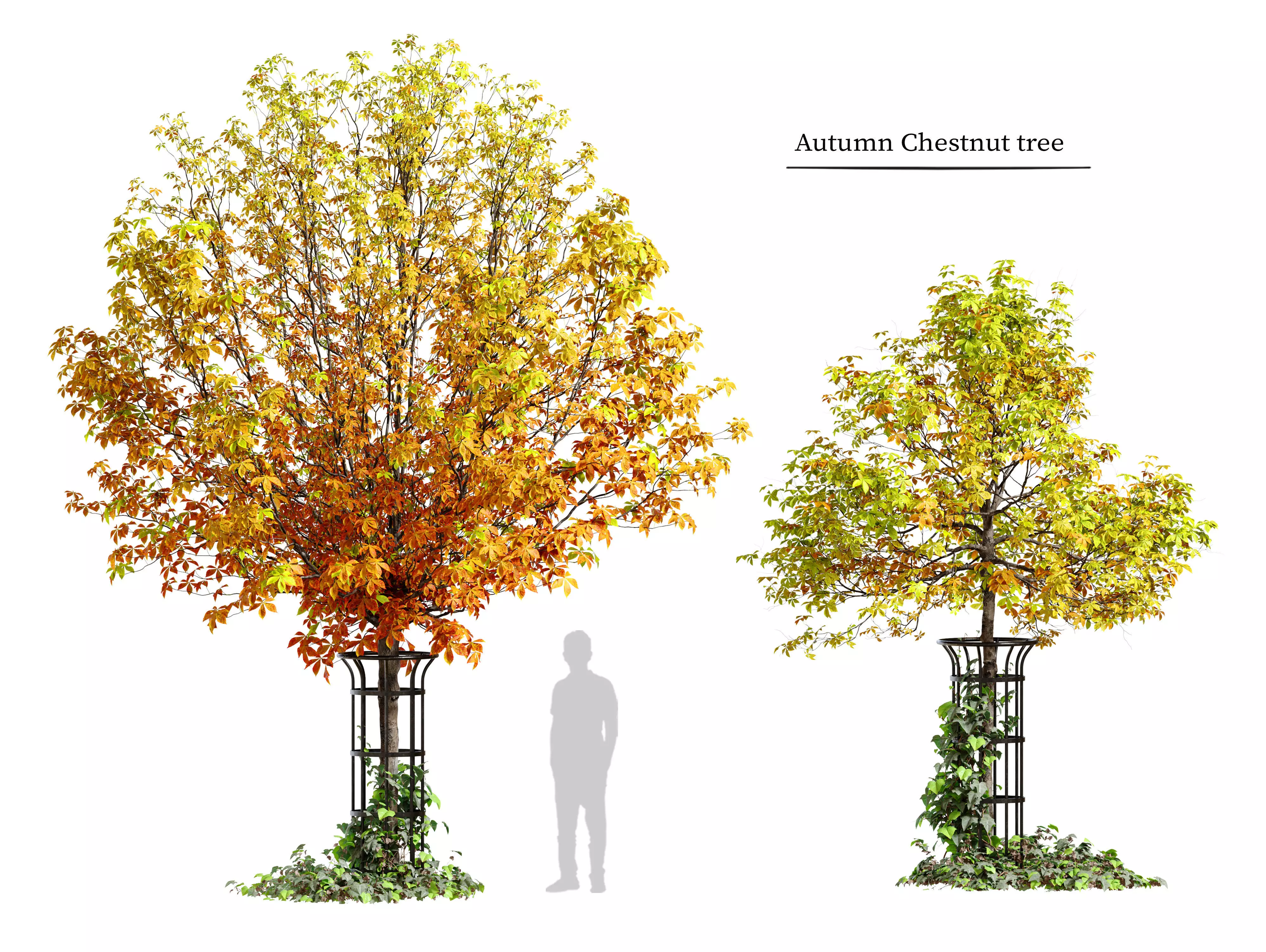 Autumn chestnut 3D model_0