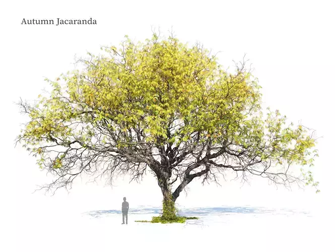 Autumn Jacaranda tree