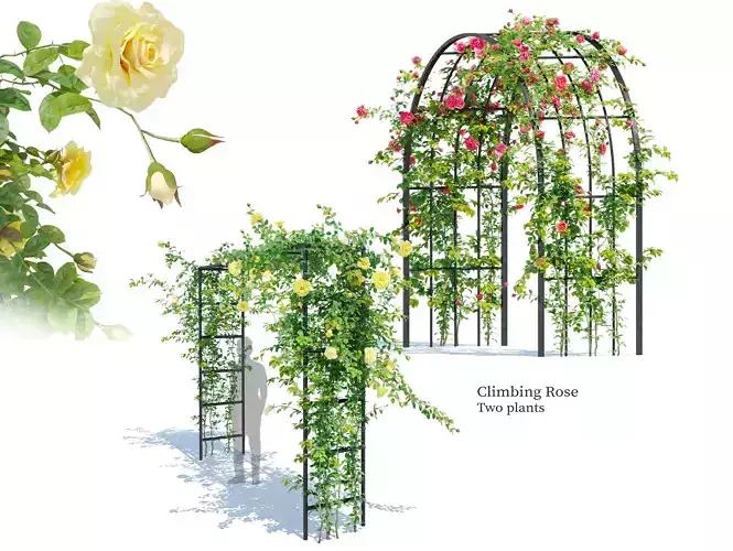 Climbing Rose 02 3D model