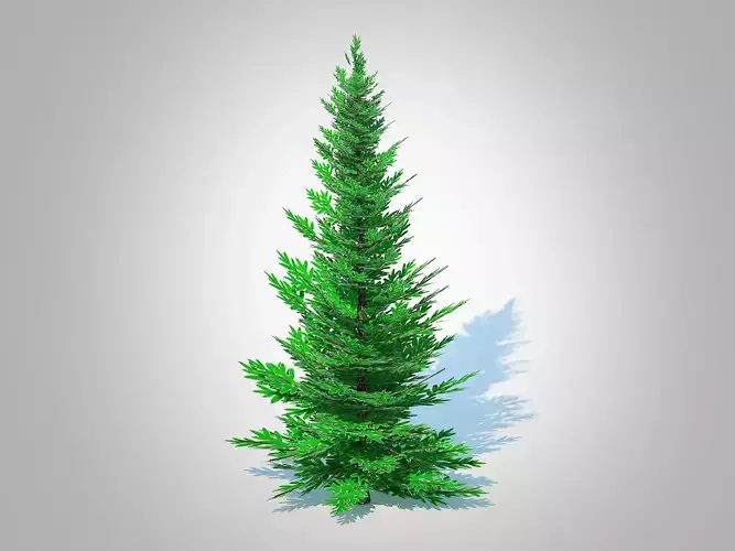 Plant   Abies fraseri- Fraser Fir -Medium  3D model