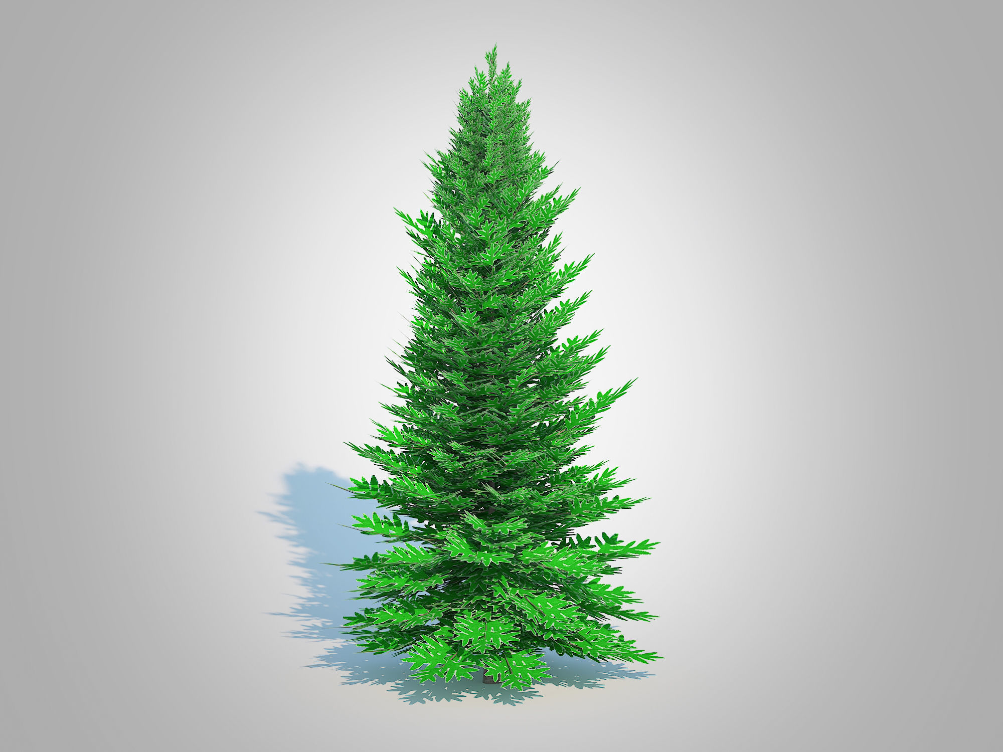 Plant   Abies fraseri- Fraser Fir -Large 3D model_1