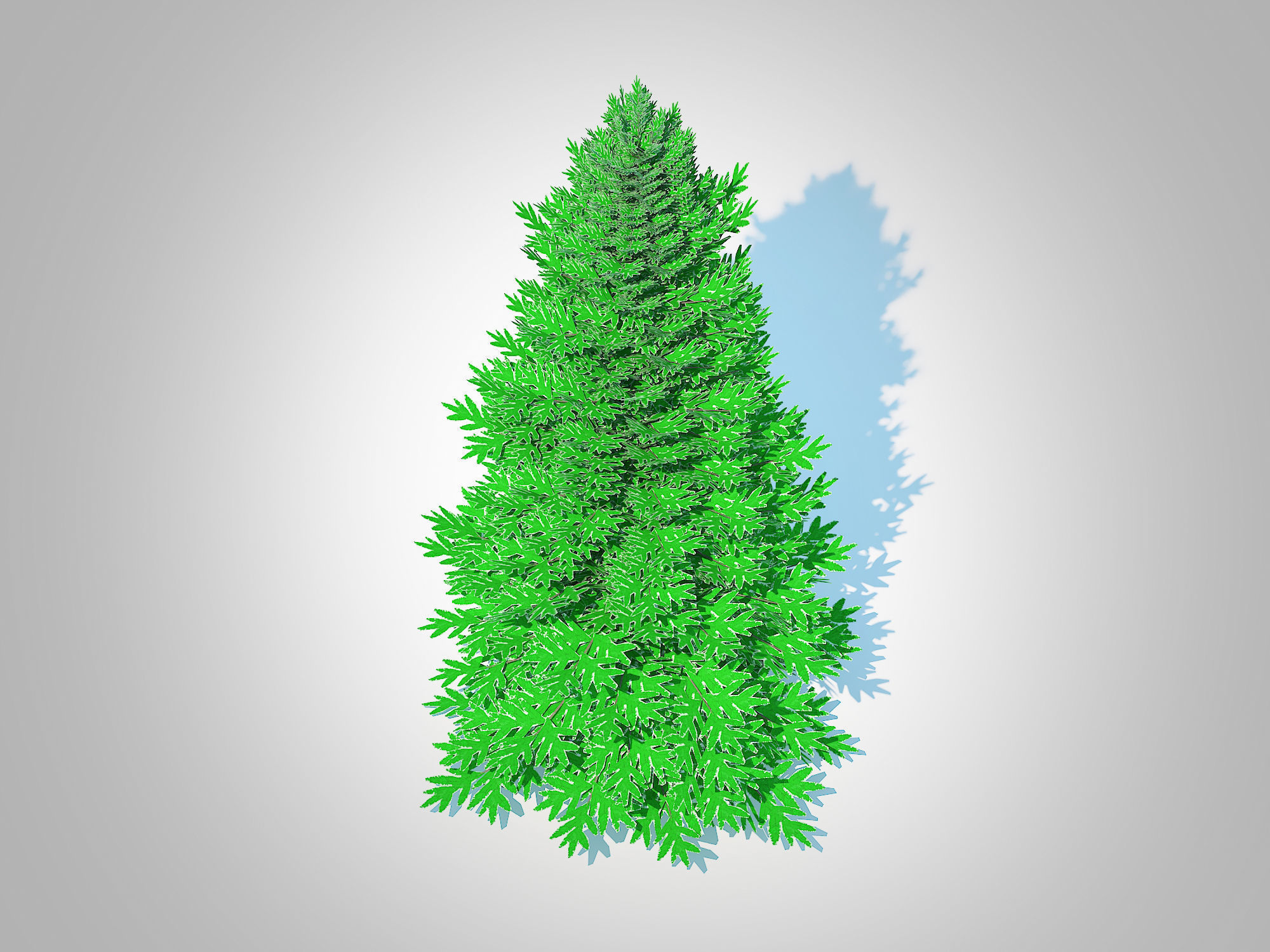 Plant   Abies fraseri- Fraser Fir -Large 3D model_3
