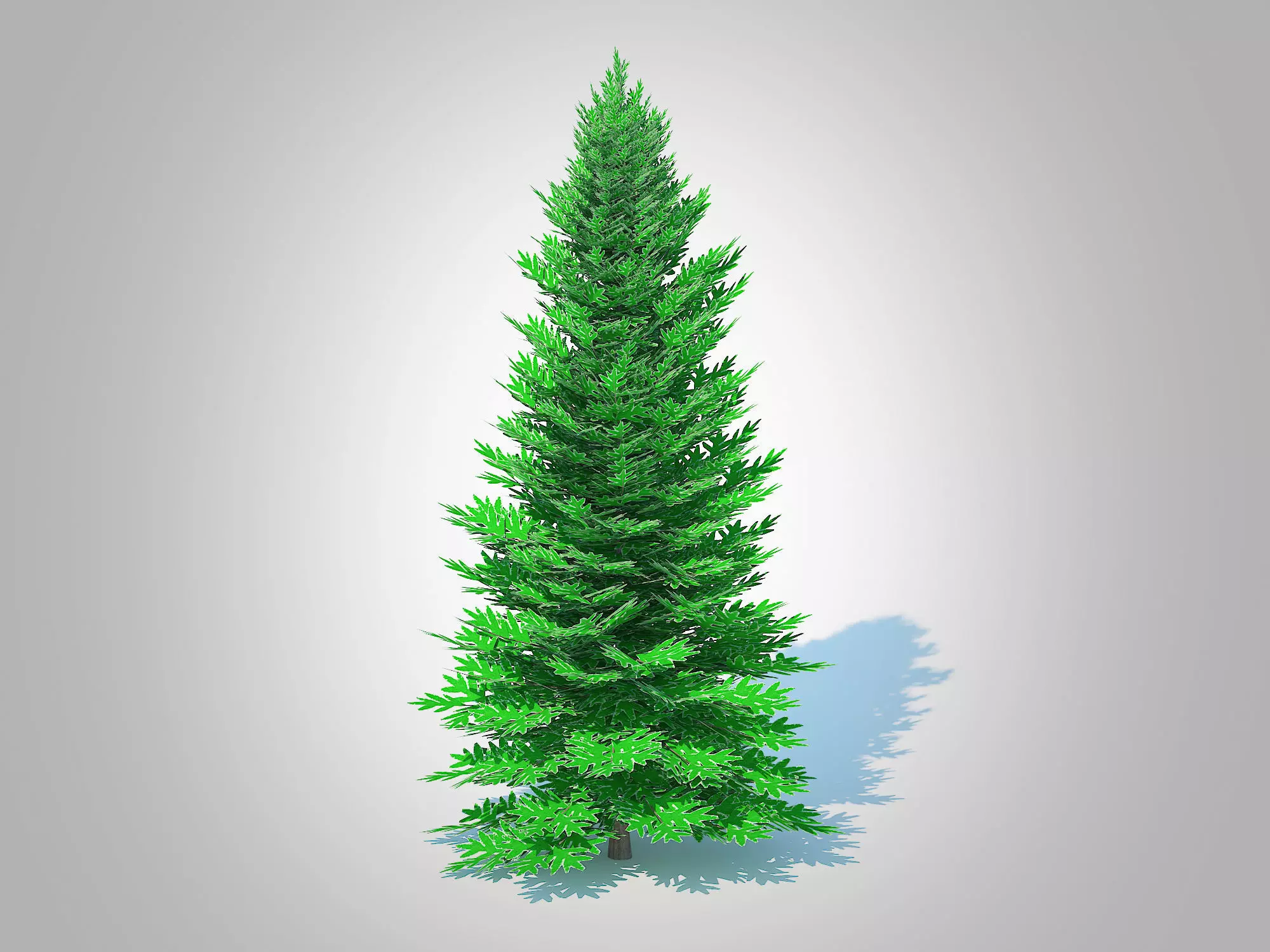 Plant   Abies fraseri- Fraser Fir -Large 3D model_0