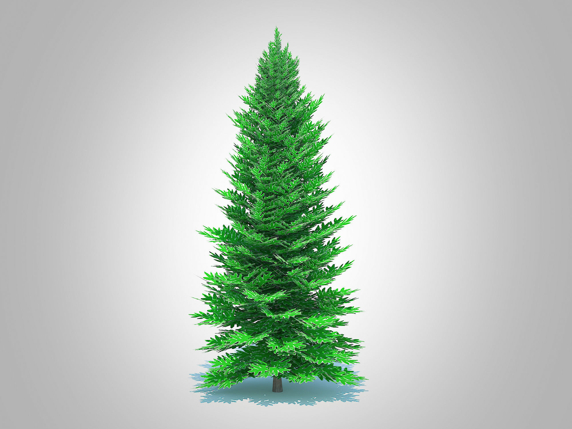 Plant   Abies fraseri- Fraser Fir -Large 3D model_2