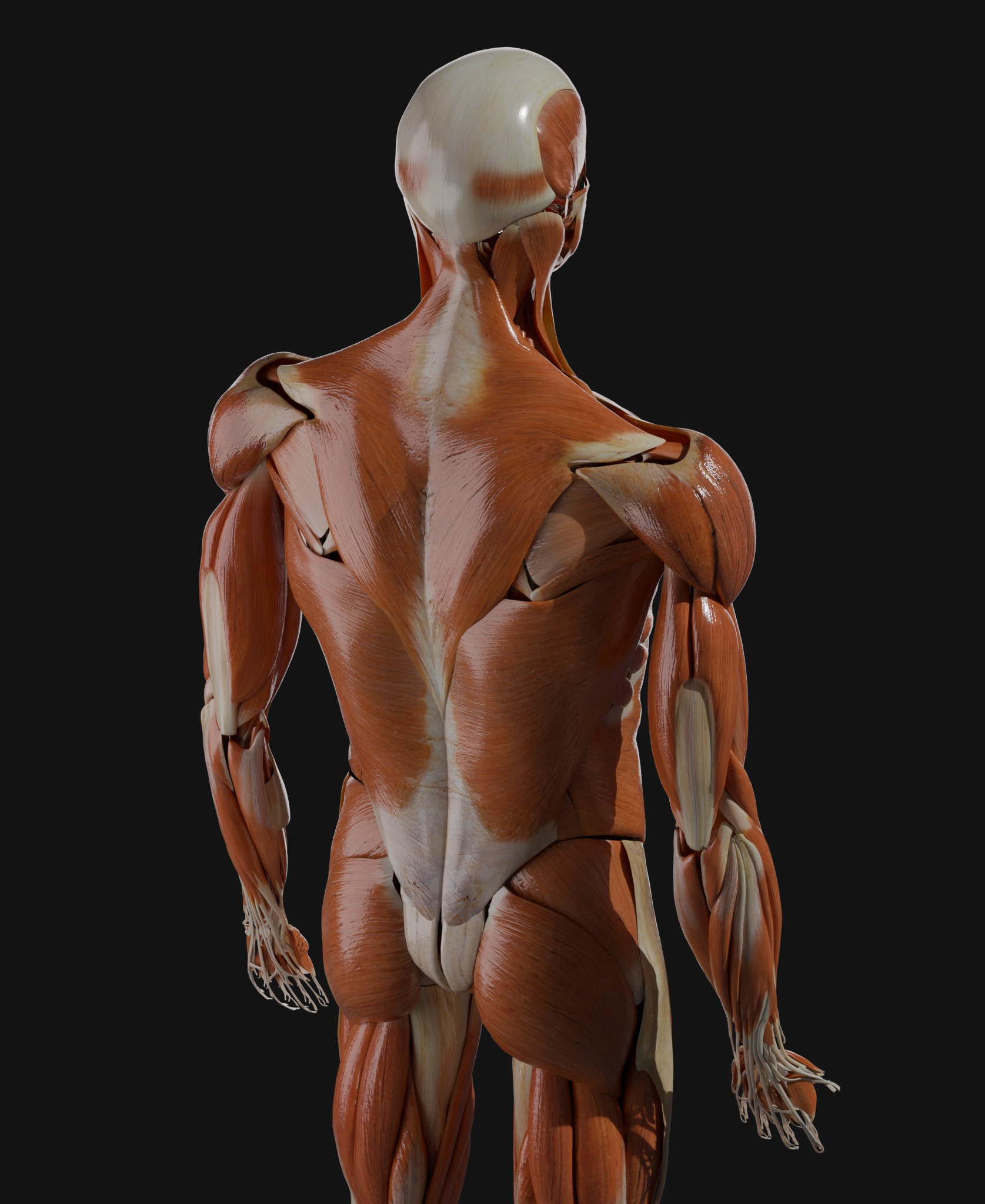 Anatomical Reference - Male and Female Muscles 3D model_4