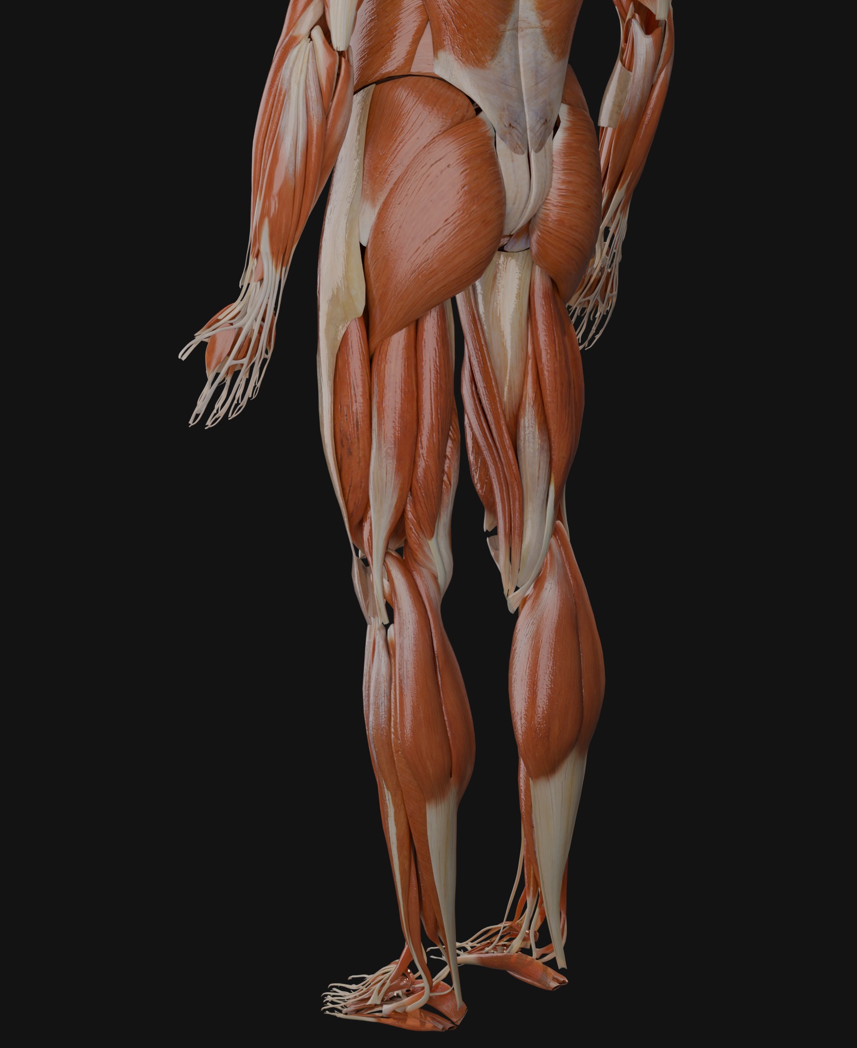 Anatomical Reference - Male and Female Muscles 3D model_5