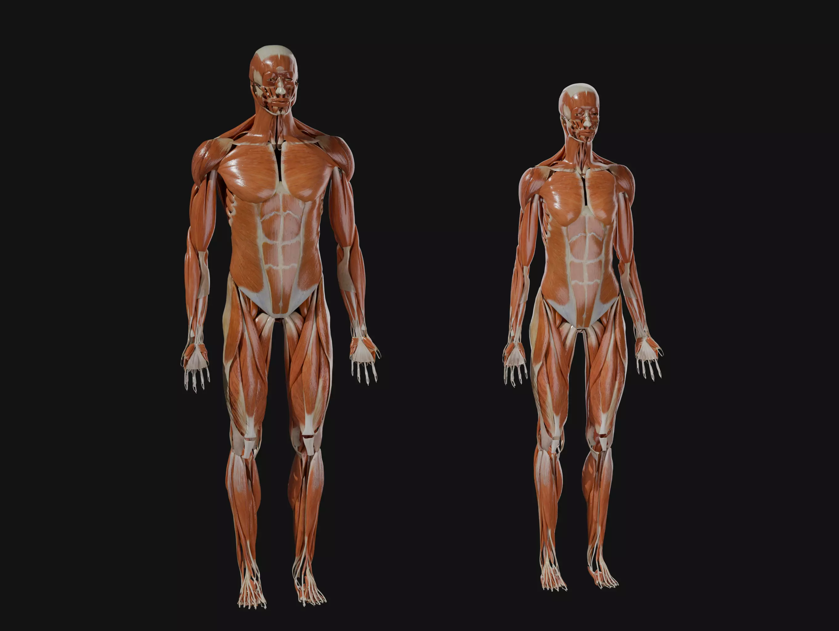 Anatomical Reference - Male and Female Muscles 3D model_0
