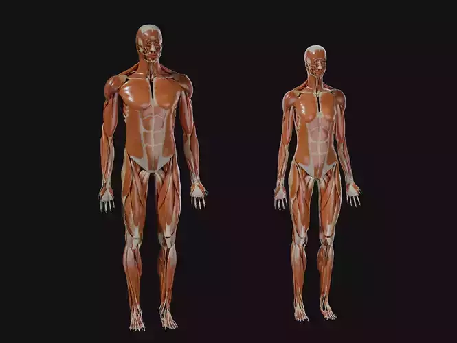 Anatomical Reference - Male and Female Muscles 3D model