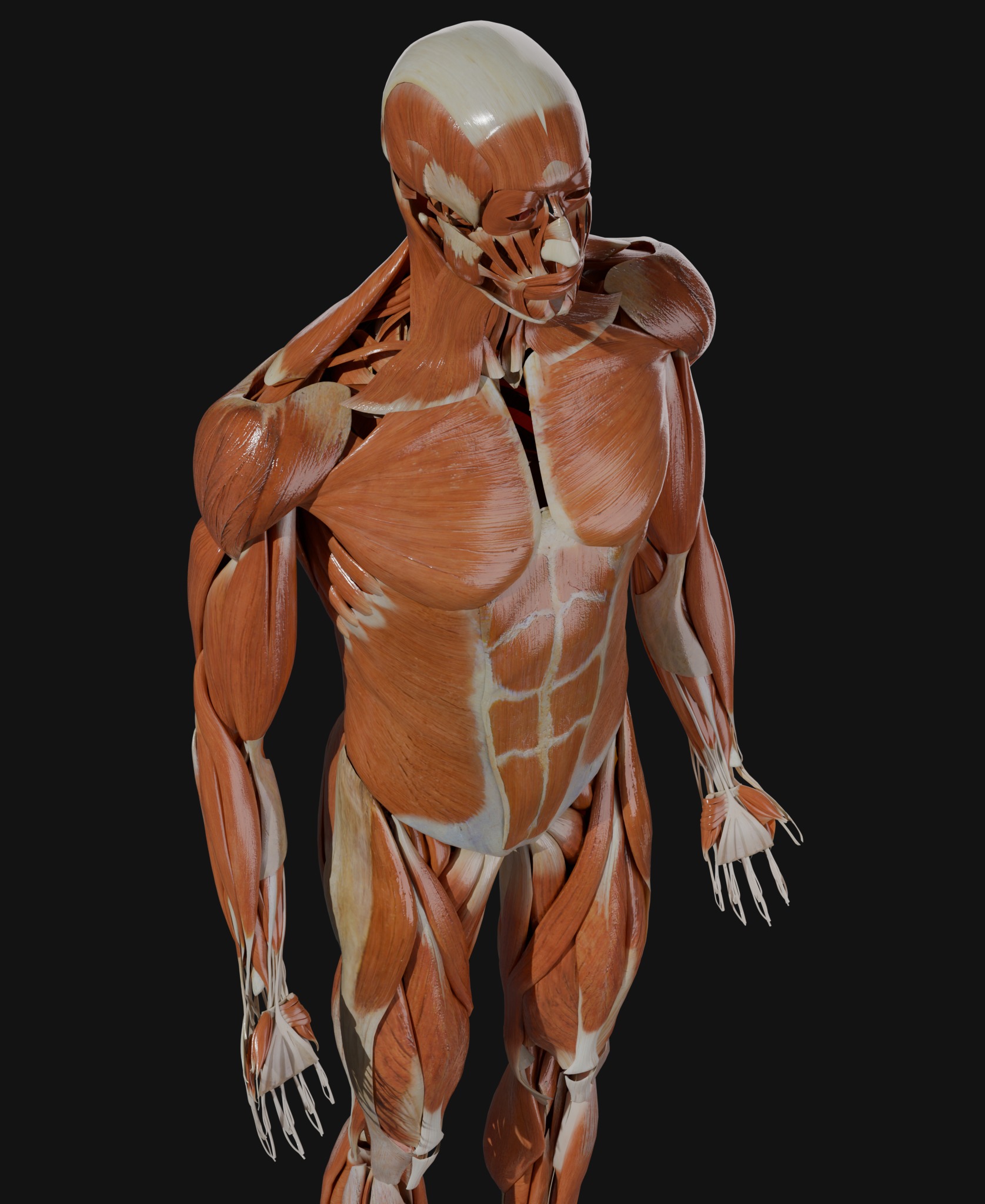 Anatomical Reference - Male and Female Muscles 3D model_3