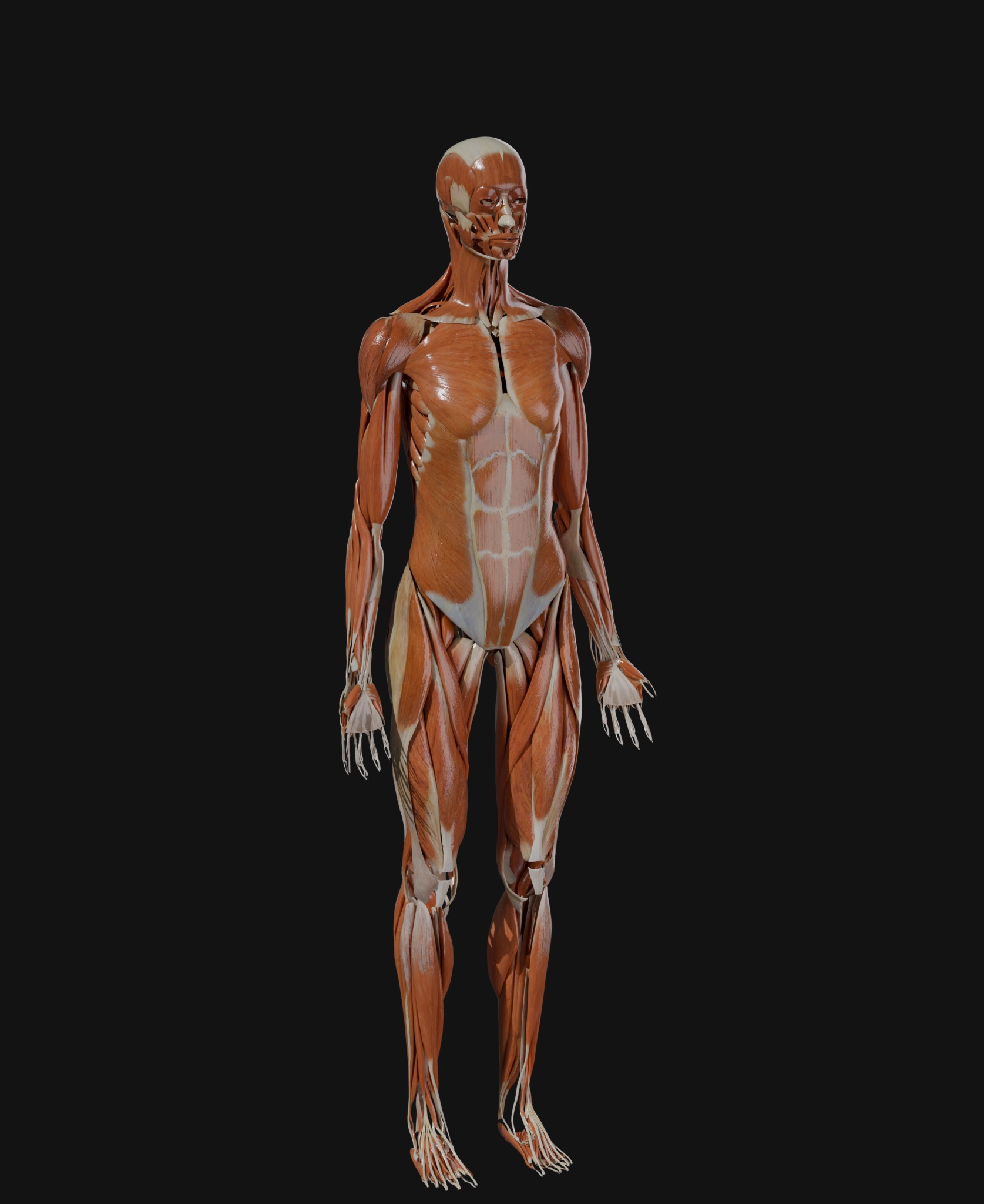 Anatomical Reference - Male and Female Muscles 3D model_2