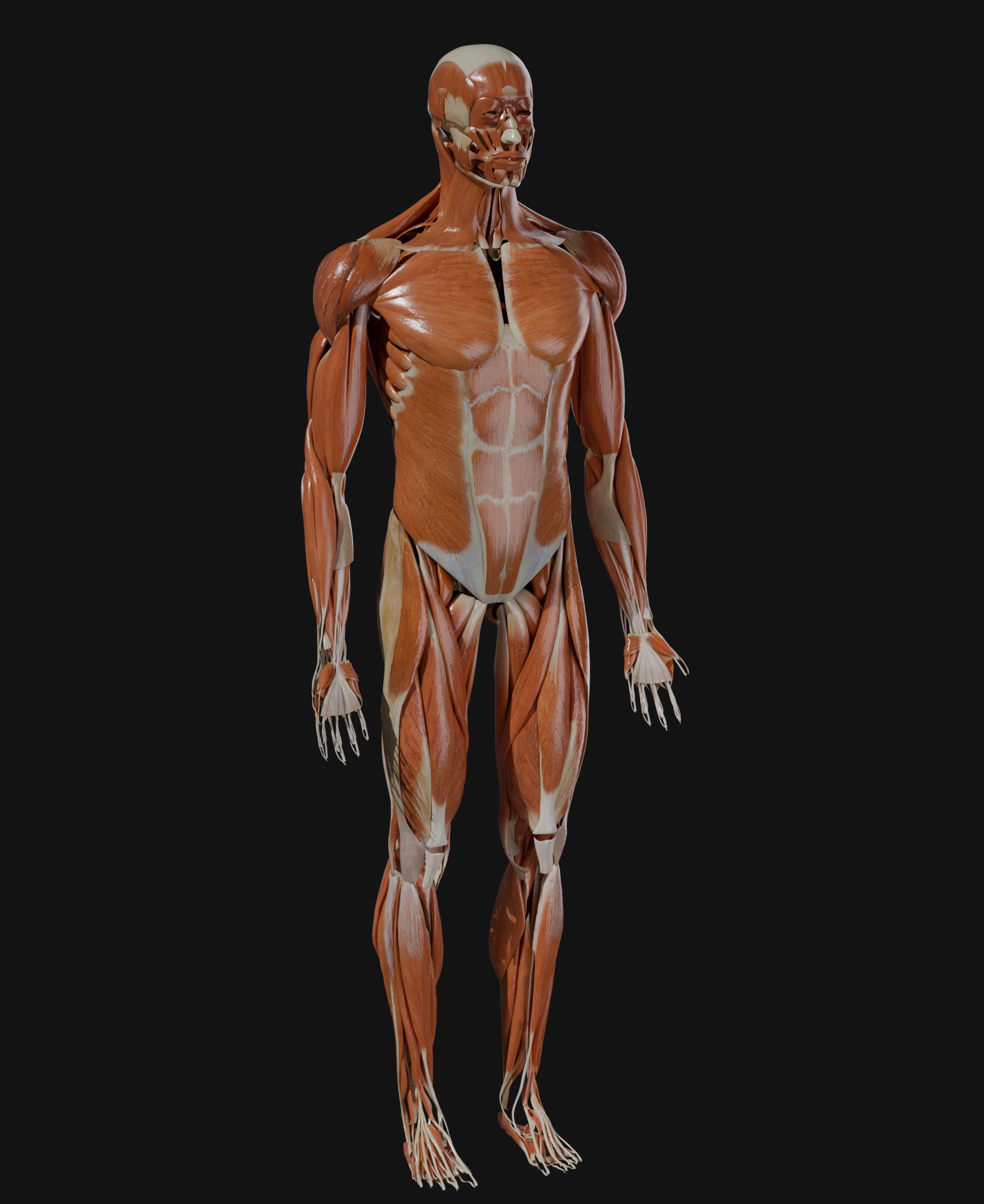 Anatomical Reference - Male and Female Muscles 3D model_1