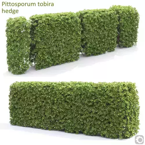 Pittosporum Tobira Hedge 02