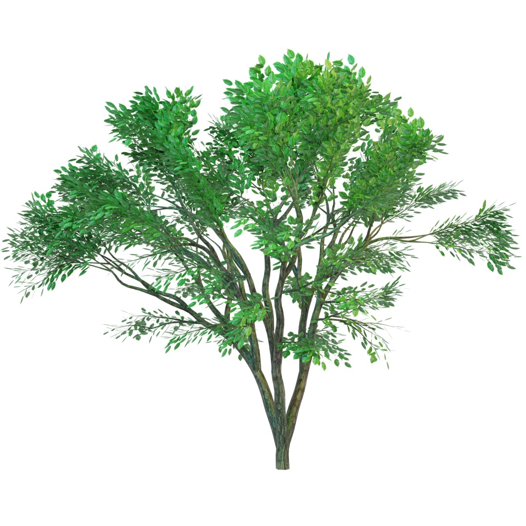 tree in forest Free 3D model_1