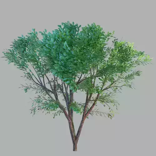 tree in forest