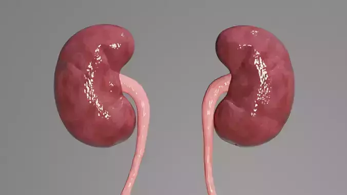 3D Model of a Human Kidneys