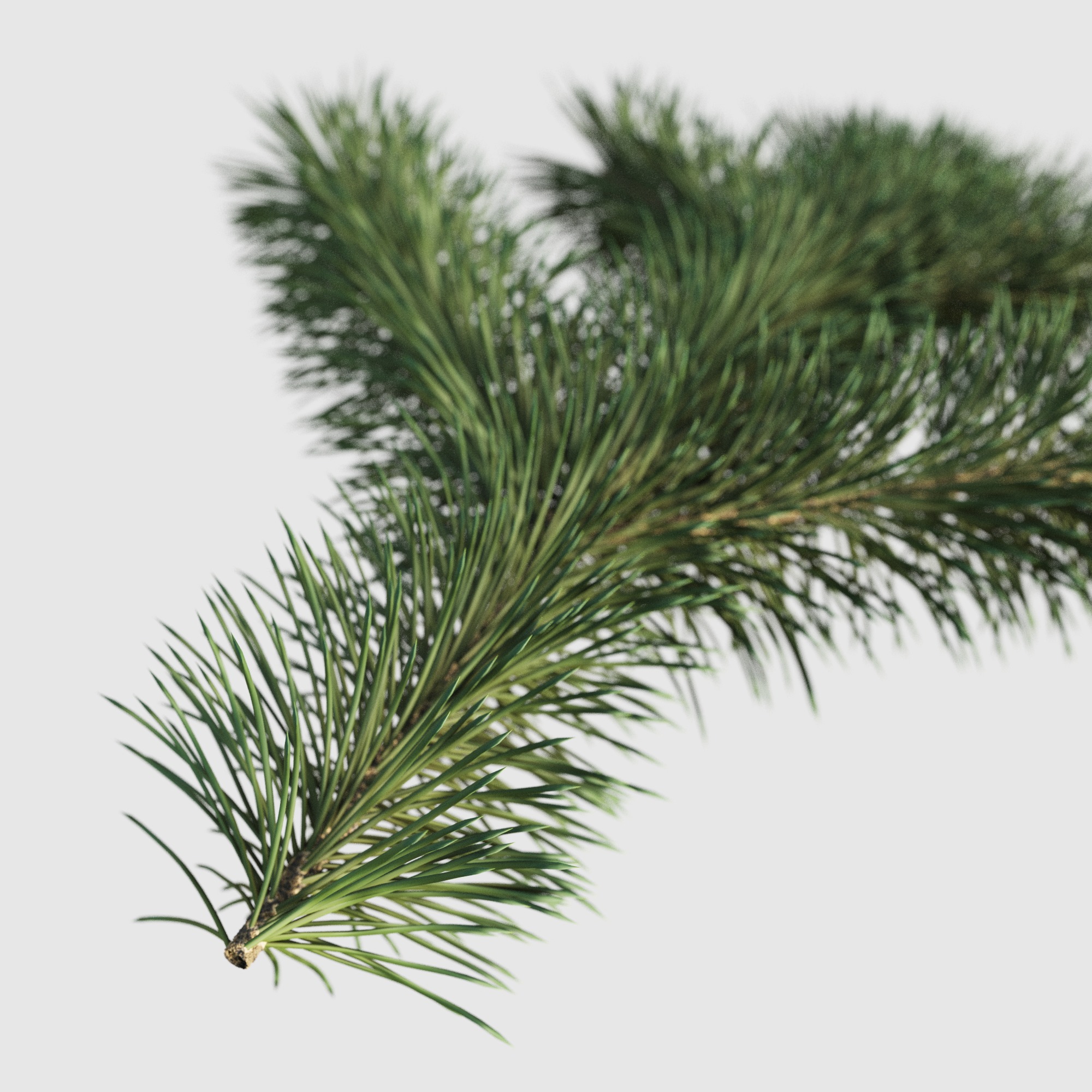 Branch of Pine Christmas Tree  3D model_4