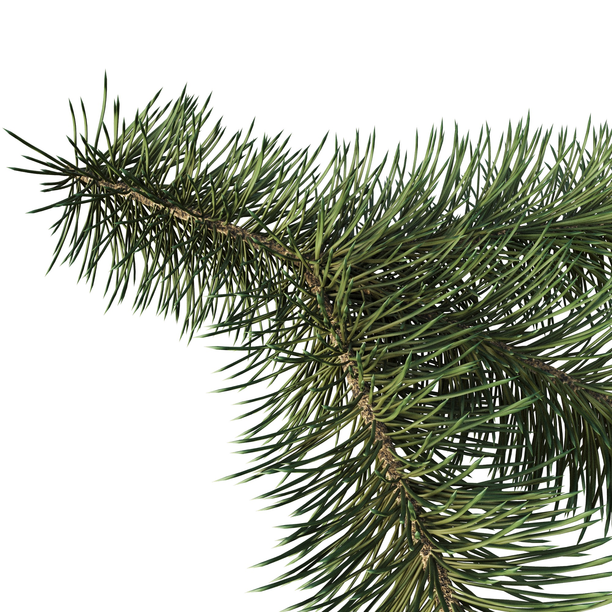 Branch of Pine Christmas Tree  3D model_2