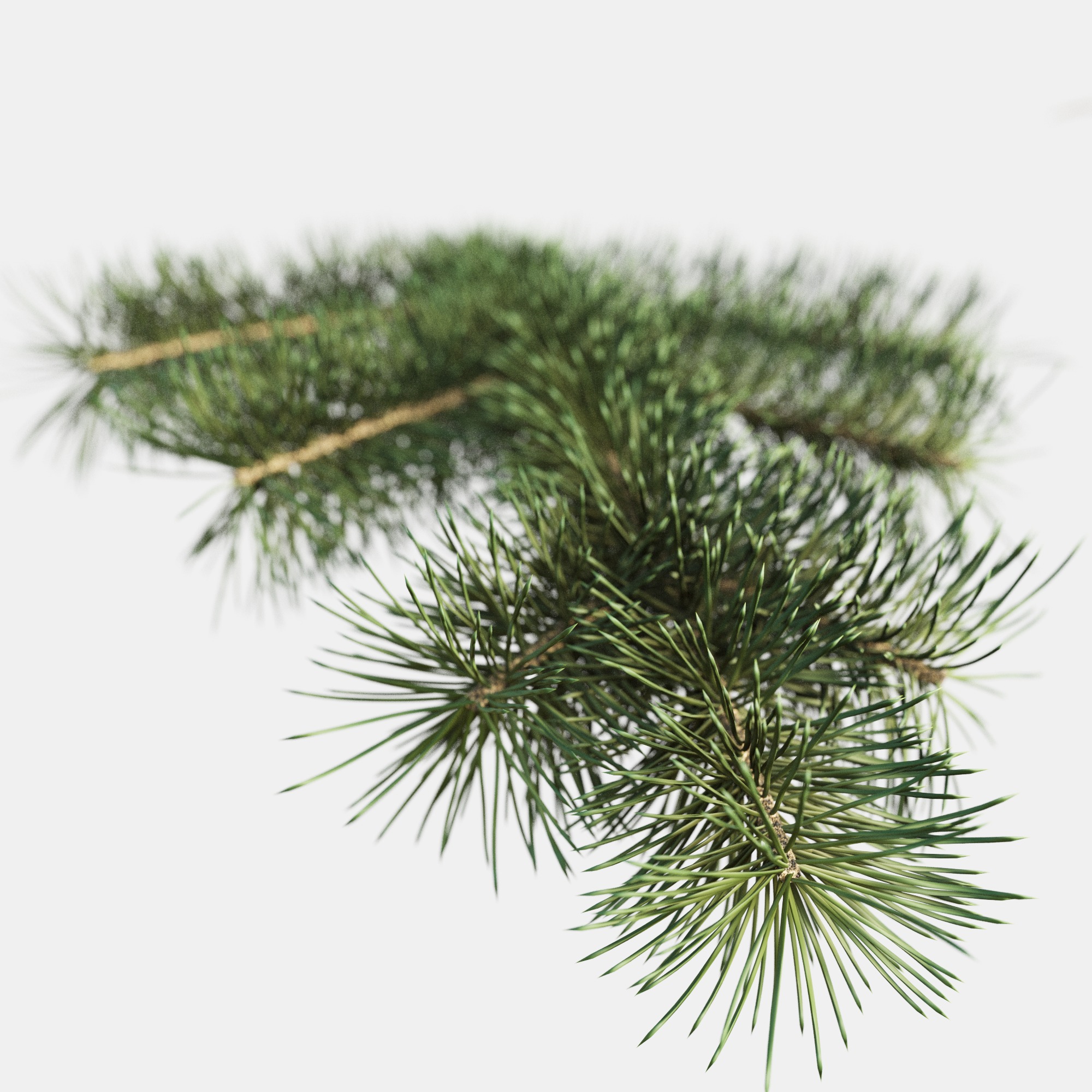 Branch of Pine Christmas Tree  3D model_3