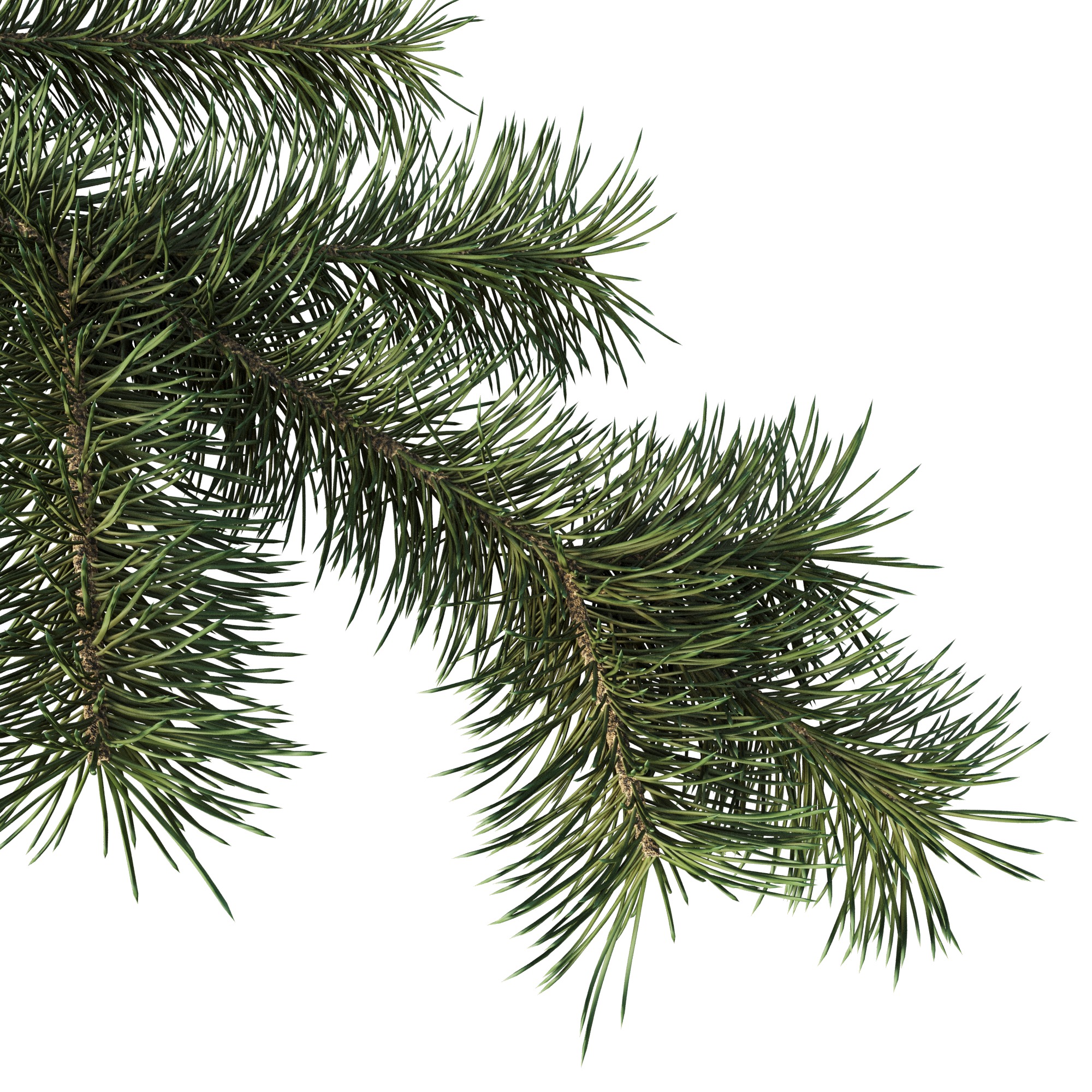 Branch of Pine Christmas Tree  3D model_1