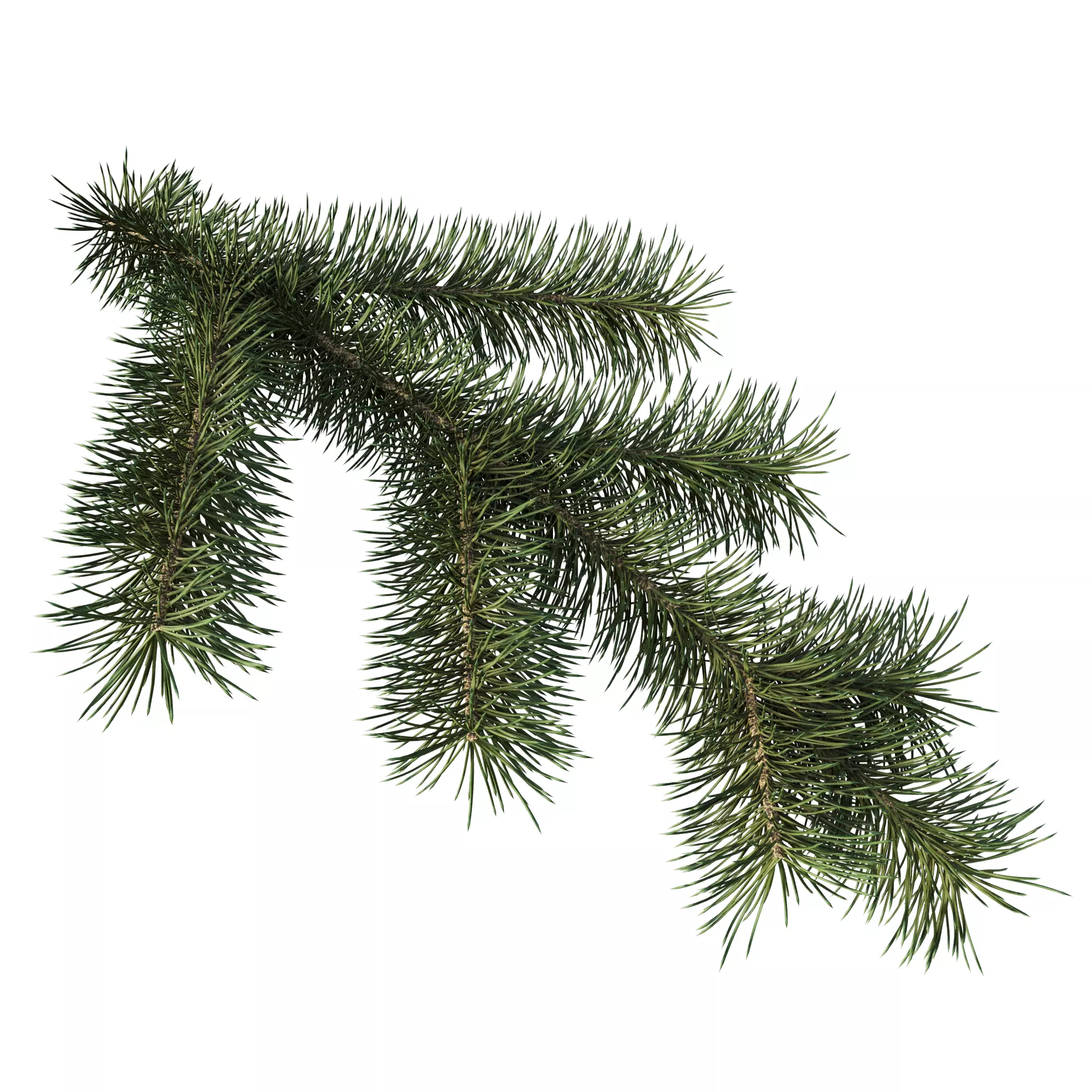 Branch of Pine Christmas Tree  3D model_0