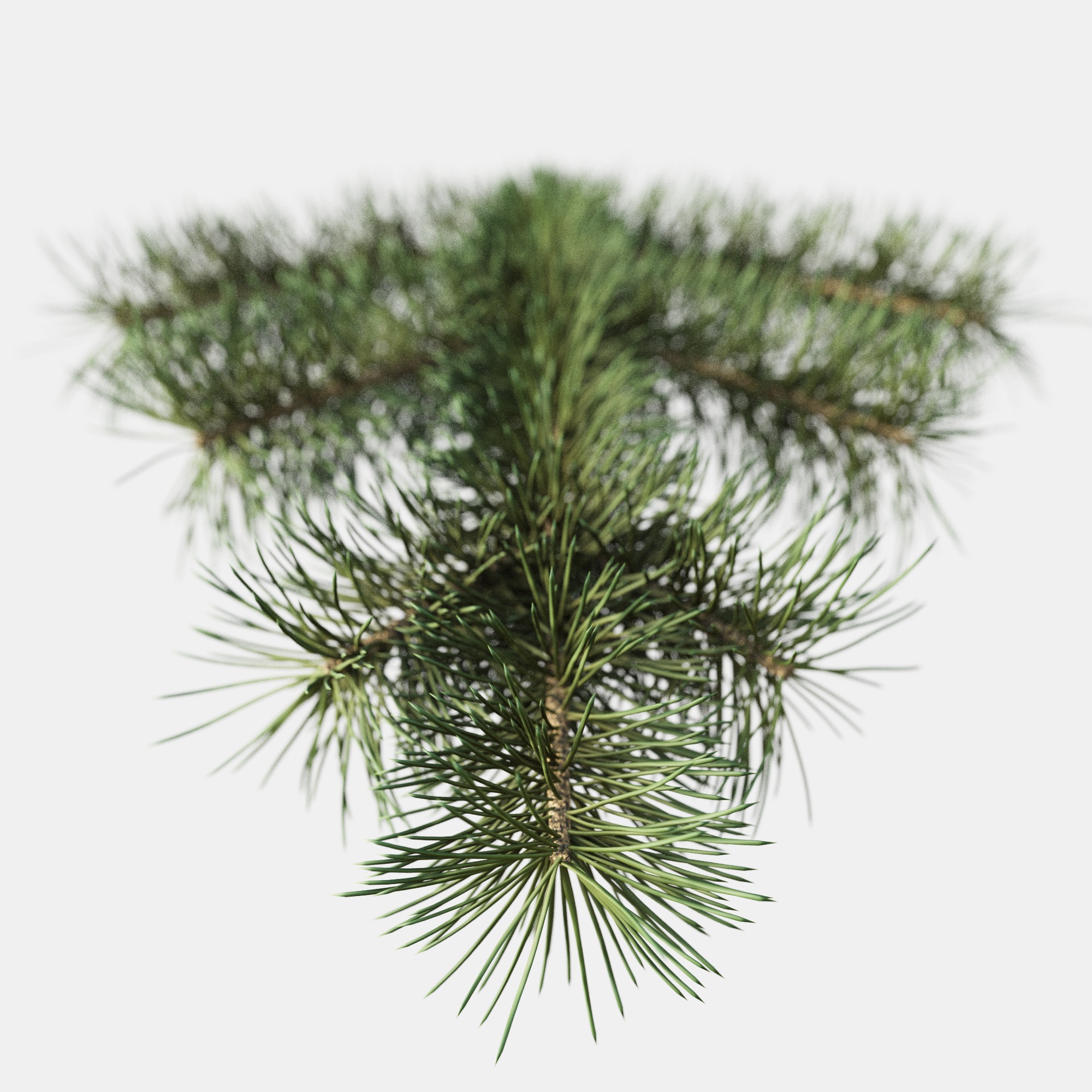 Branch of Pine Christmas Tree  3D model_5