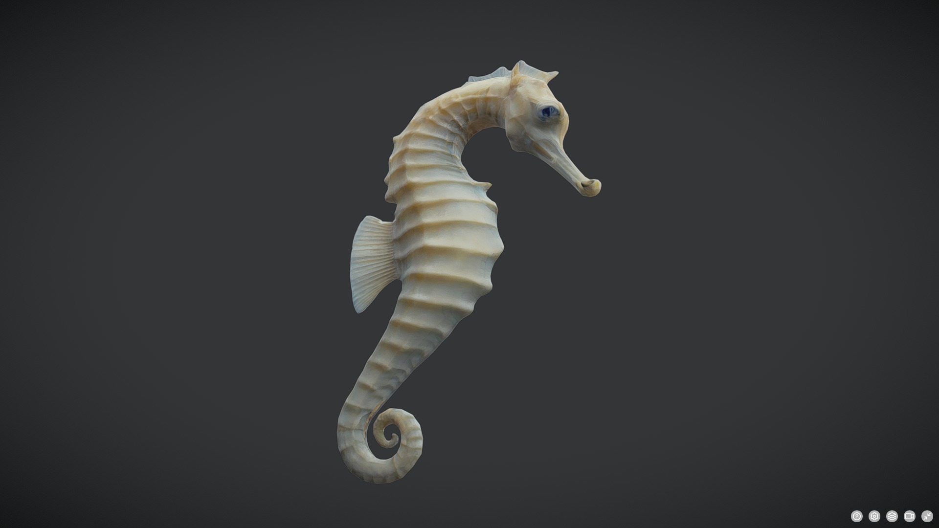 Seahorse - Hippocampus reidi Low-poly 3D model_5