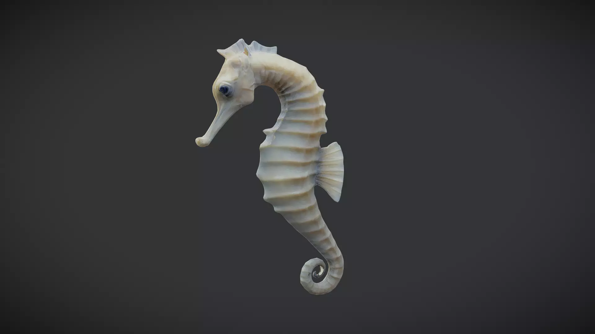 Seahorse - Hippocampus reidi Low-poly 3D model_0
