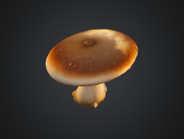 Realistic Mushroom 3D Model 3D model_3