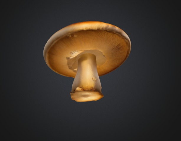 Realistic Mushroom 3D Model 3D model_4