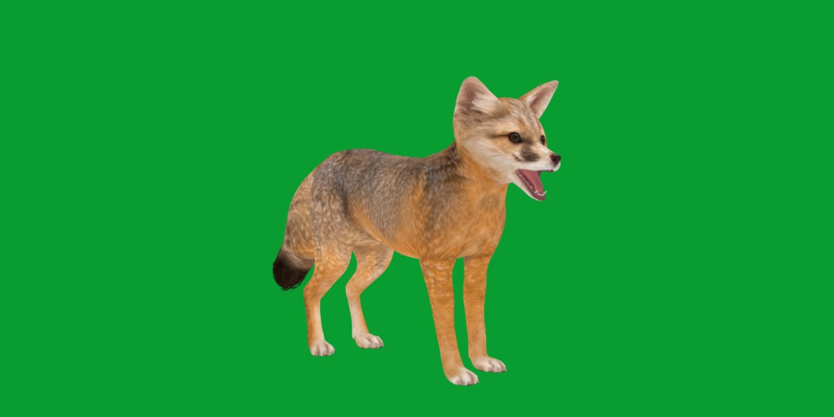 Kit Fox Low-poly 3D model_25