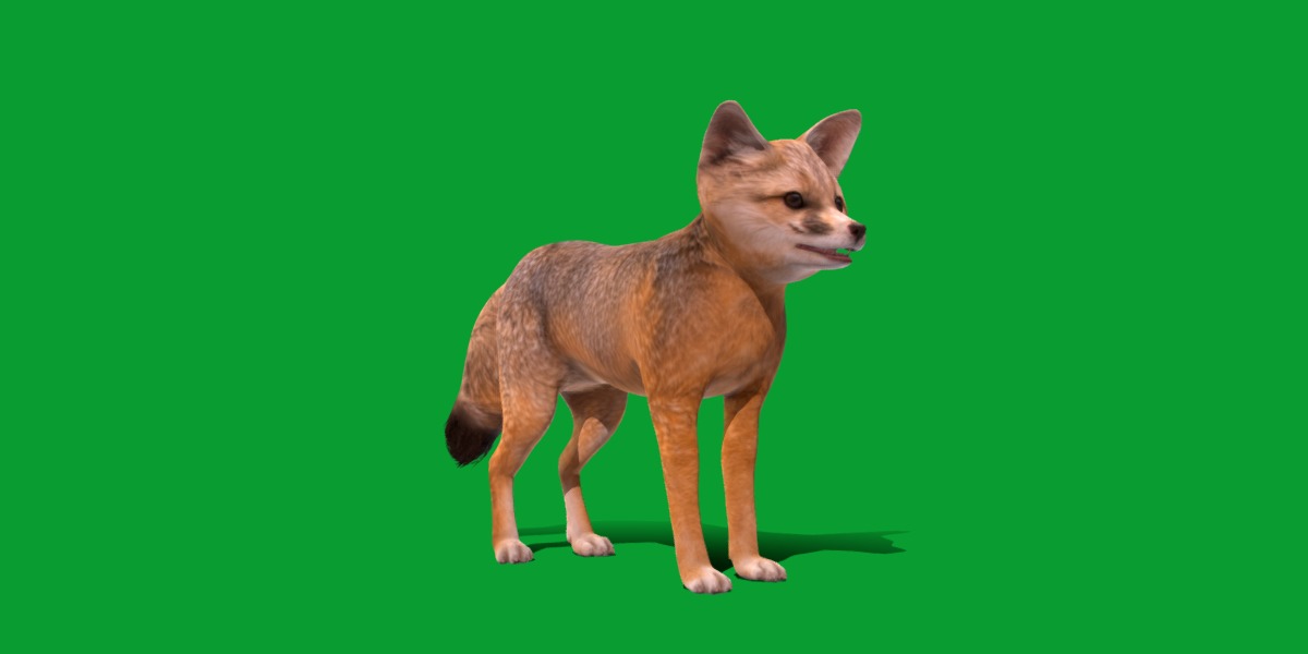 Kit Fox Low-poly 3D model_38