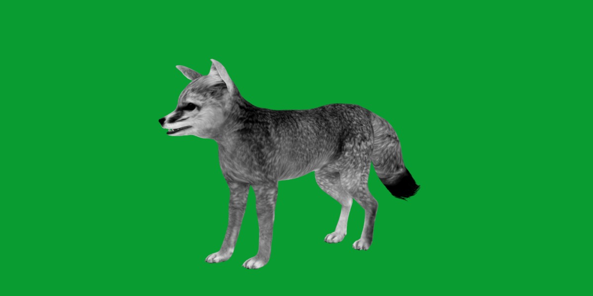 Kit Fox Low-poly 3D model_16