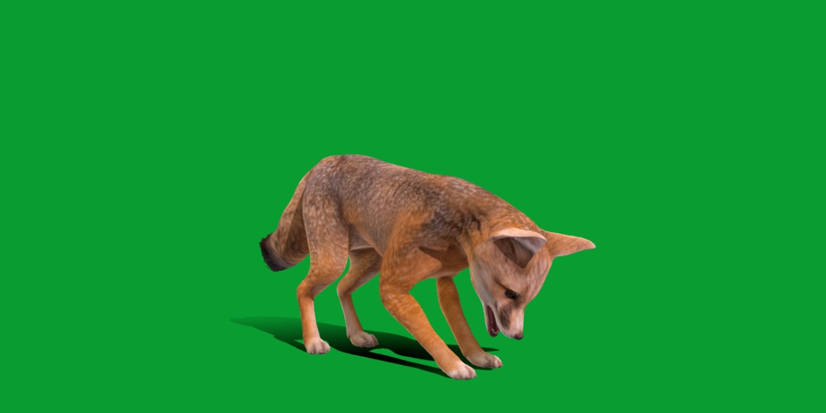 Kit Fox Low-poly 3D model_31