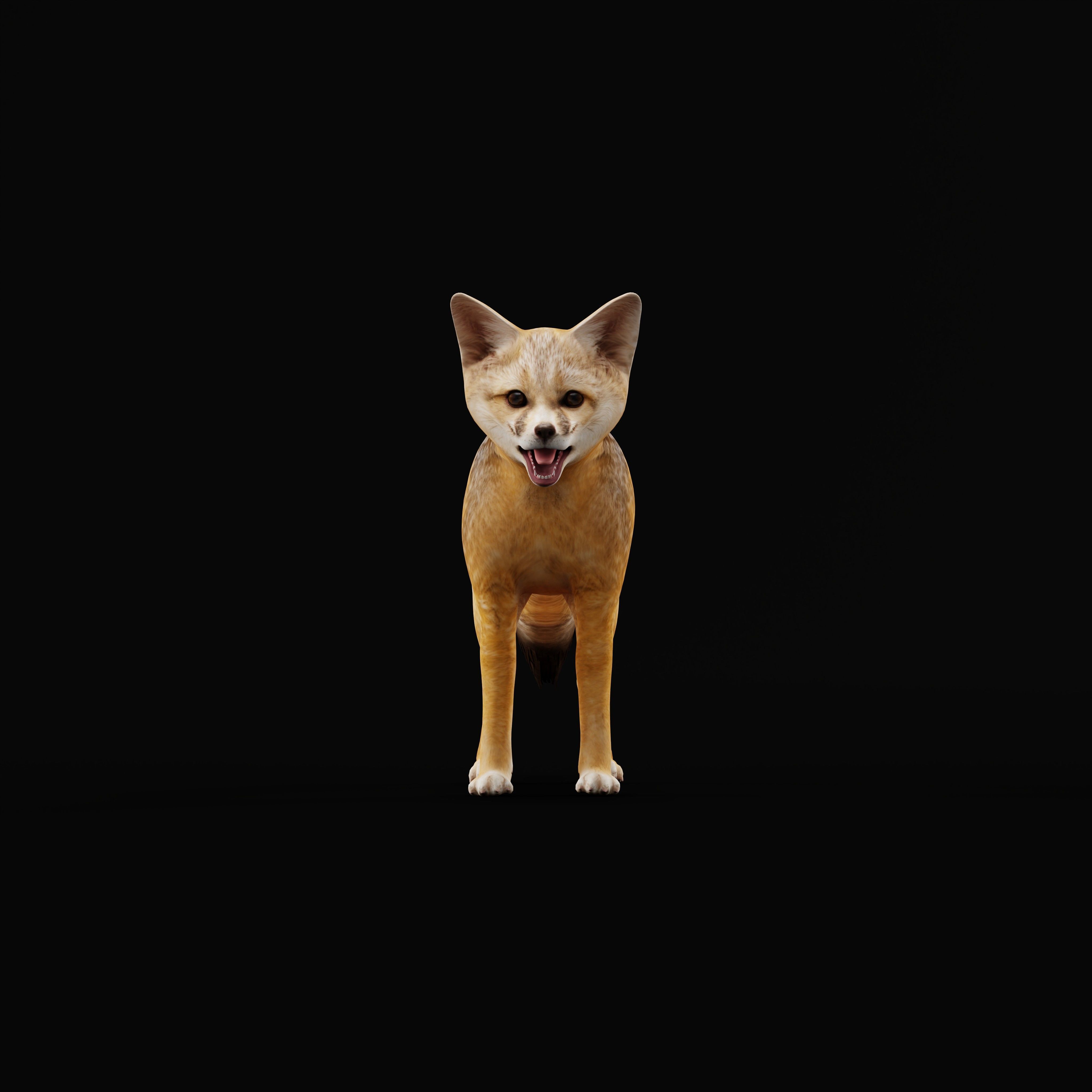 Kit Fox Low-poly 3D model_4