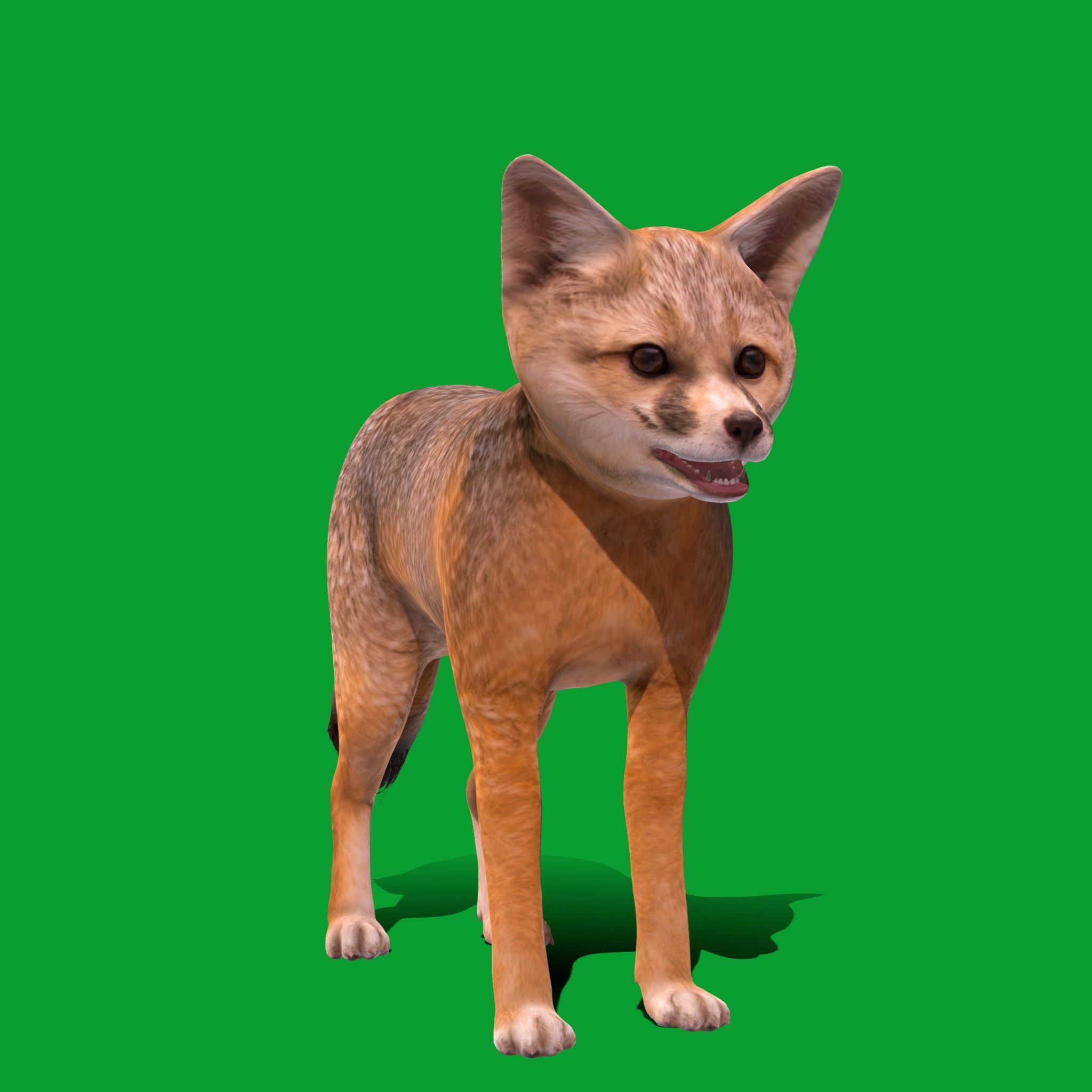 Kit Fox Low-poly 3D model_30