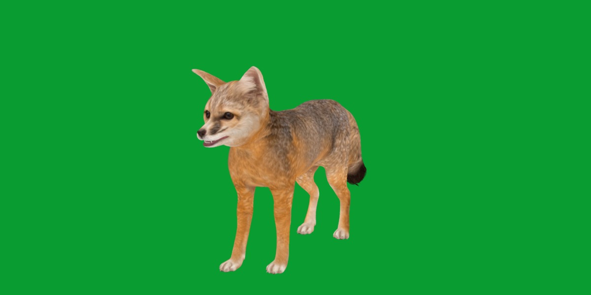 Kit Fox Low-poly 3D model_13