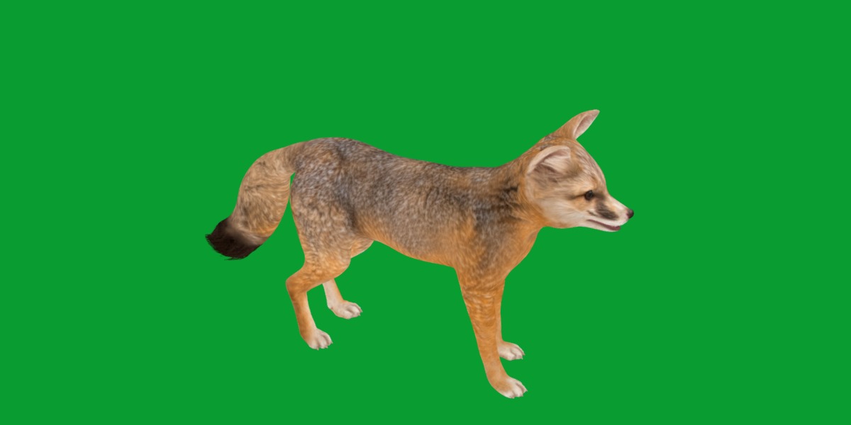 Kit Fox Low-poly 3D model_12