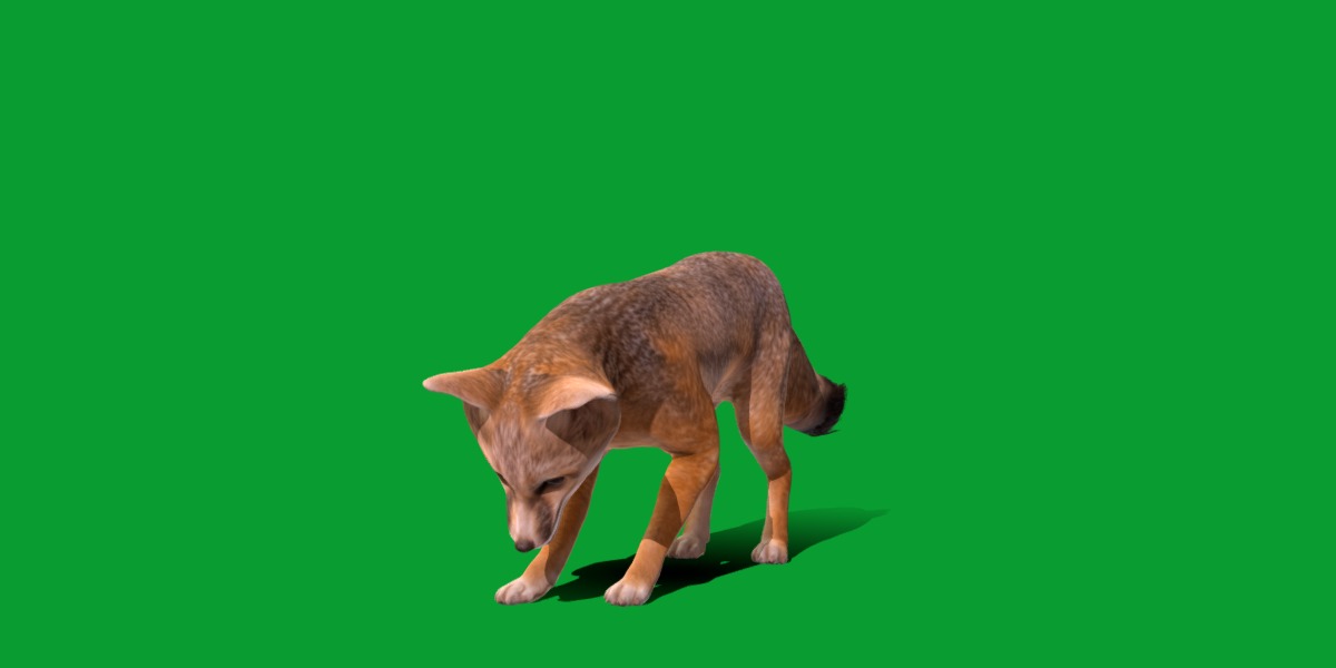 Kit Fox Low-poly 3D model_33