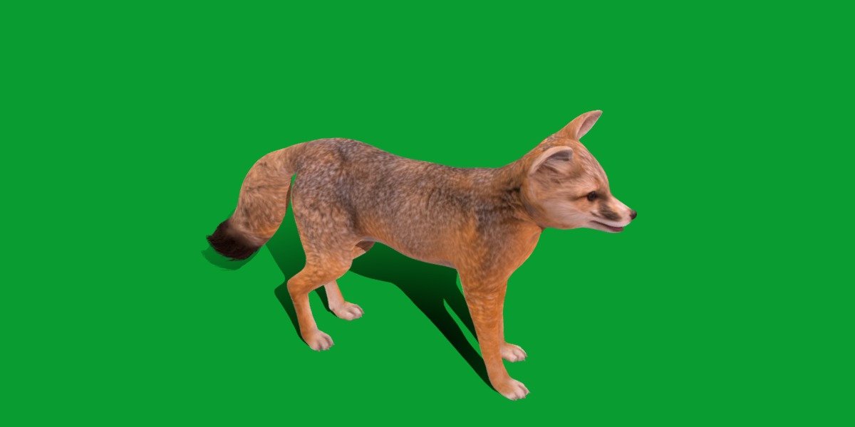 Kit Fox Low-poly 3D model_11