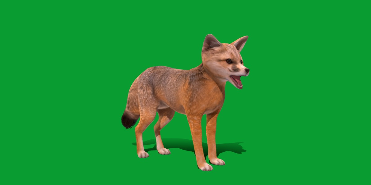Kit Fox Low-poly 3D model_24