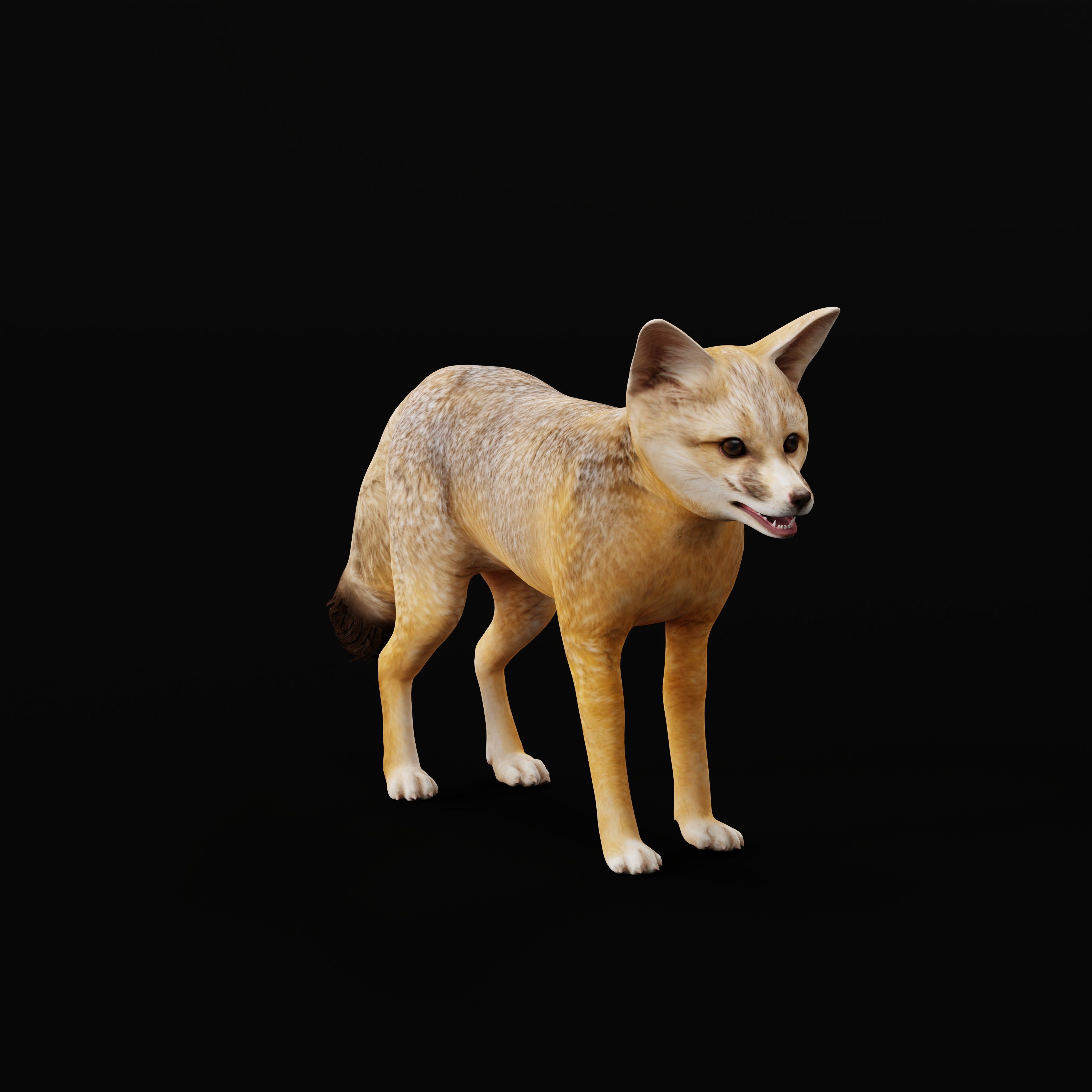 Kit Fox Low-poly 3D model_7