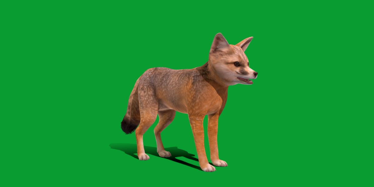 Kit Fox Low-poly 3D model_20