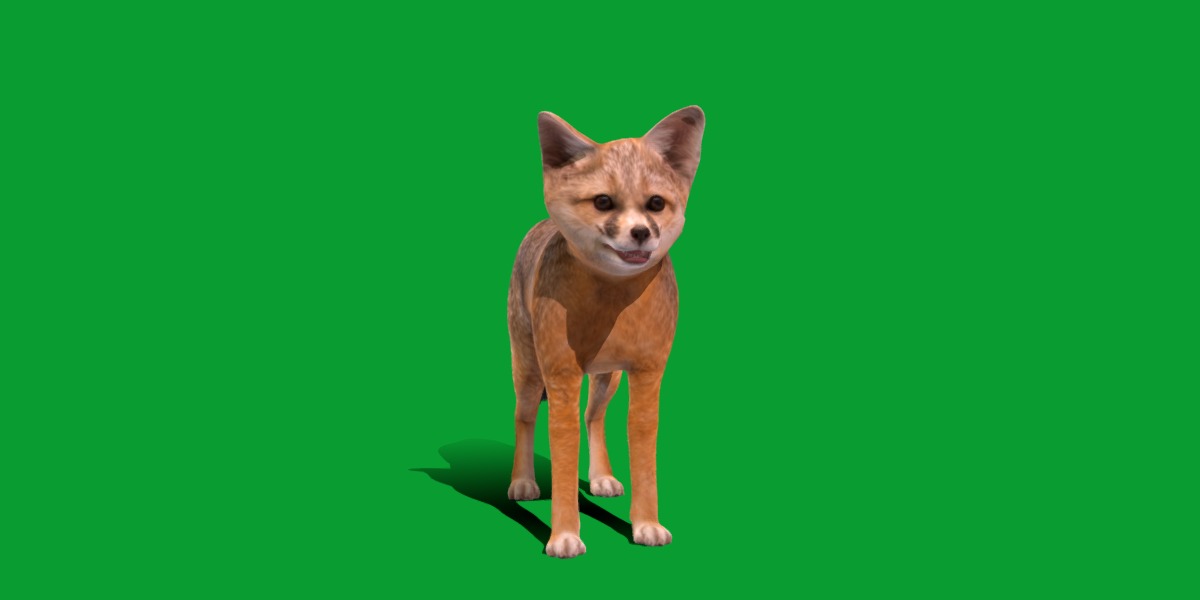 Kit Fox Low-poly 3D model_34