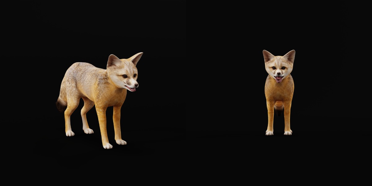 Kit Fox Low-poly 3D model_35