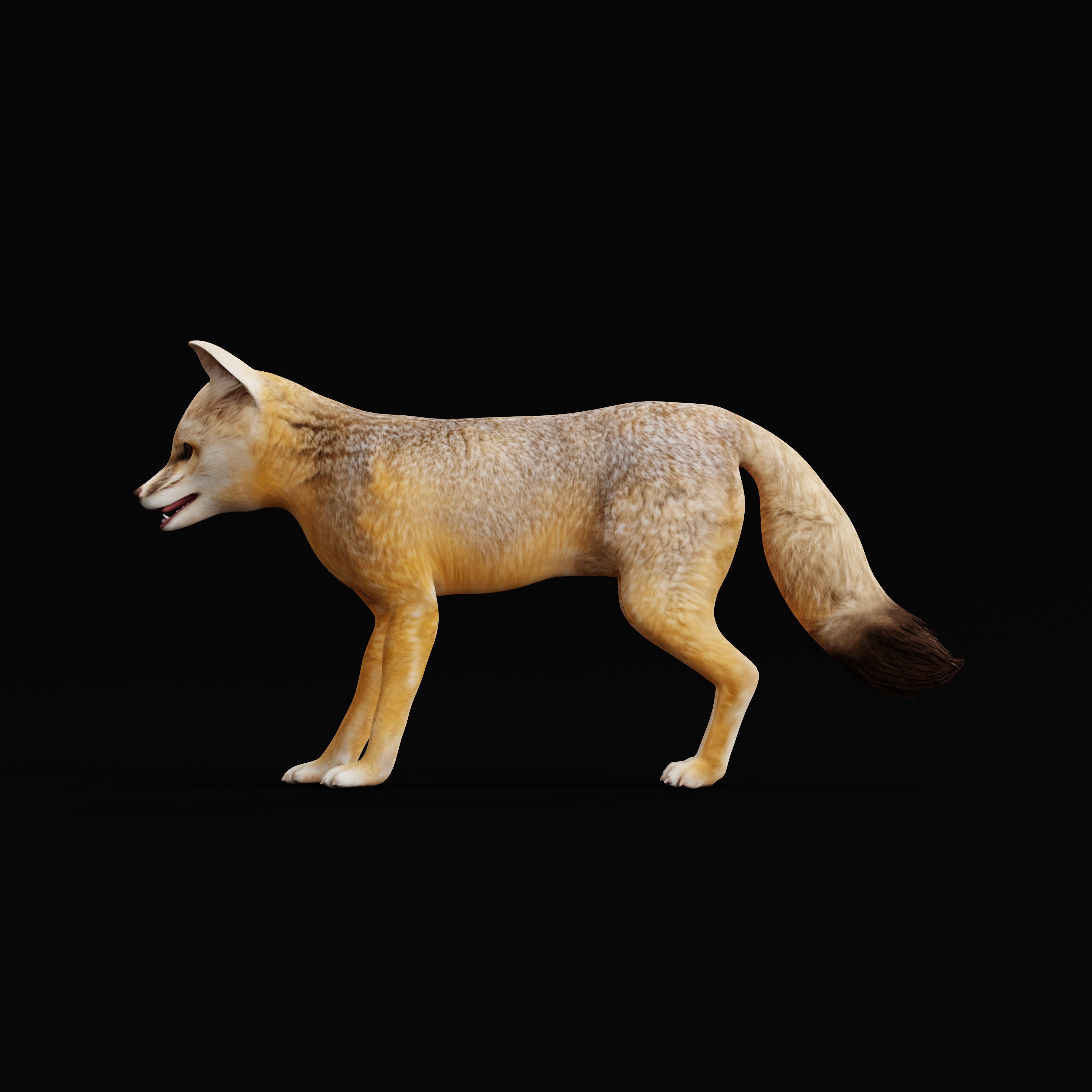 Kit Fox Low-poly 3D model_8