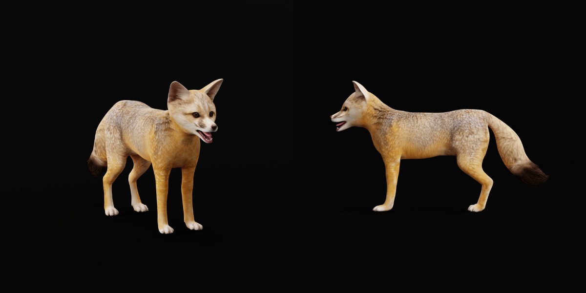 Kit Fox Low-poly 3D model_9