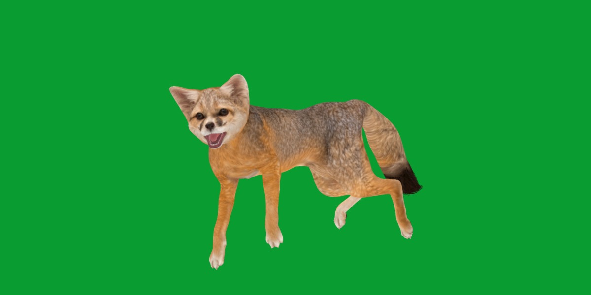 Kit Fox Low-poly 3D model_26