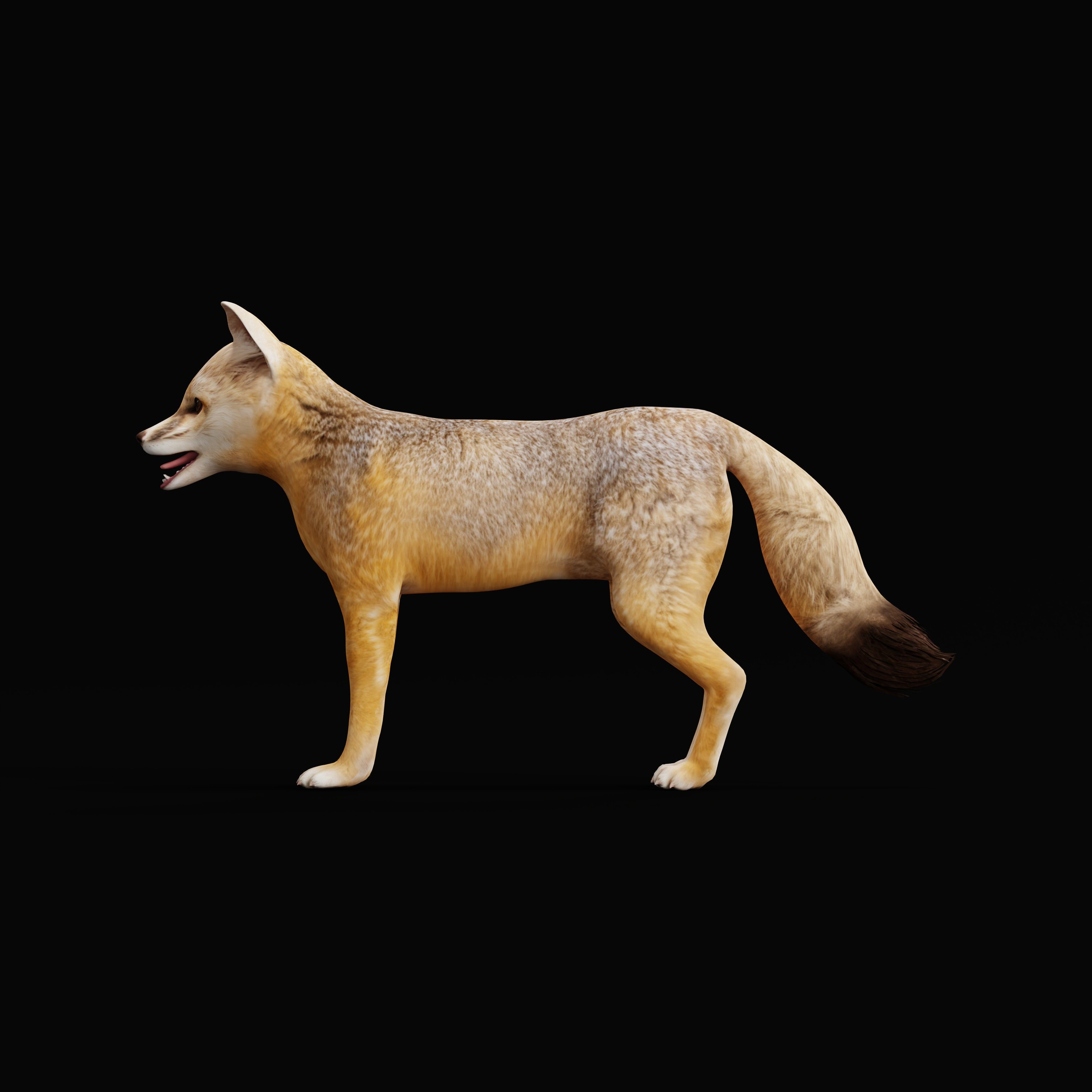 Kit Fox Low-poly 3D model_5